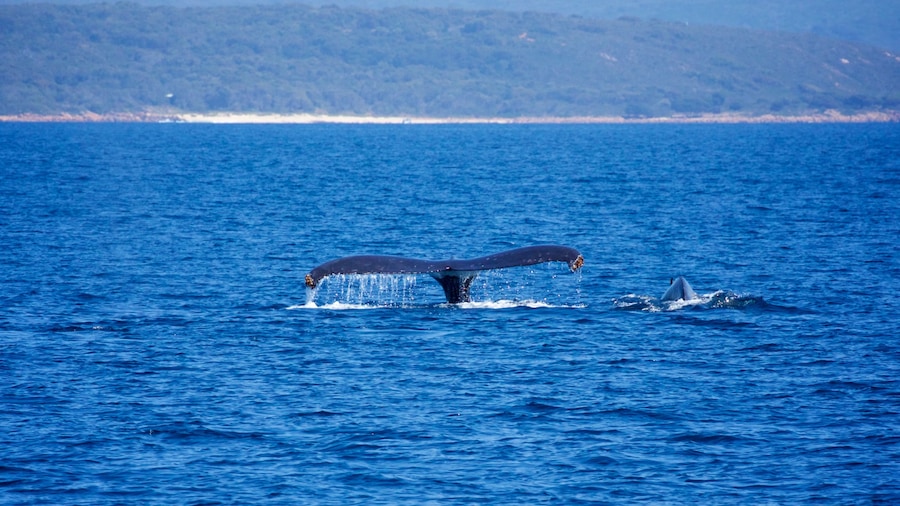 Margaret River Wine Region featuring marine life