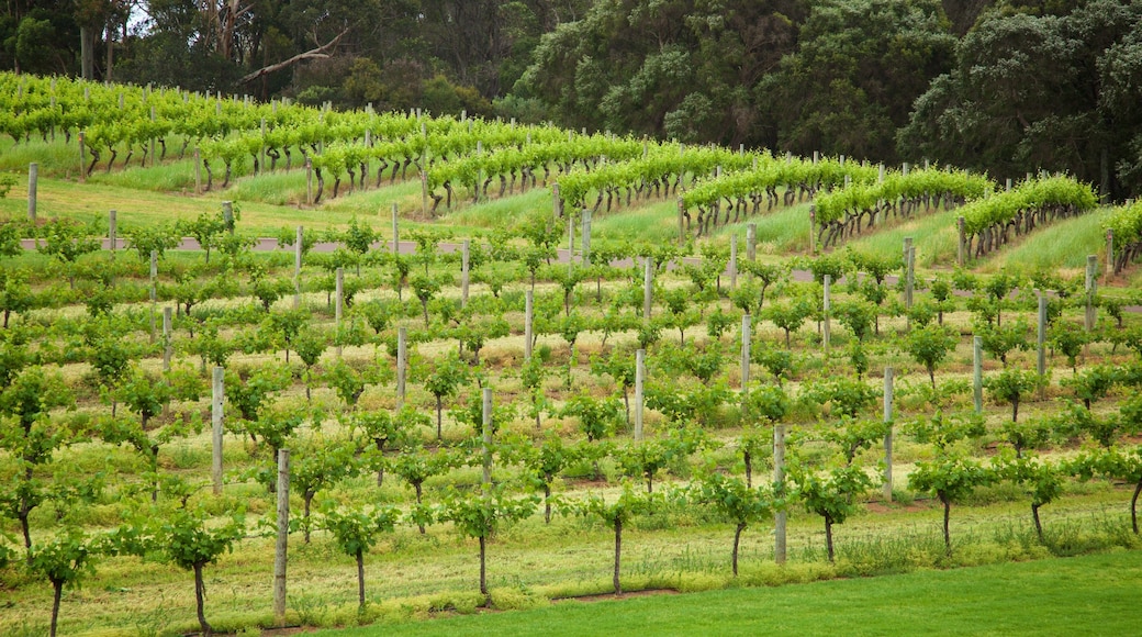 Vasse Felix Winery