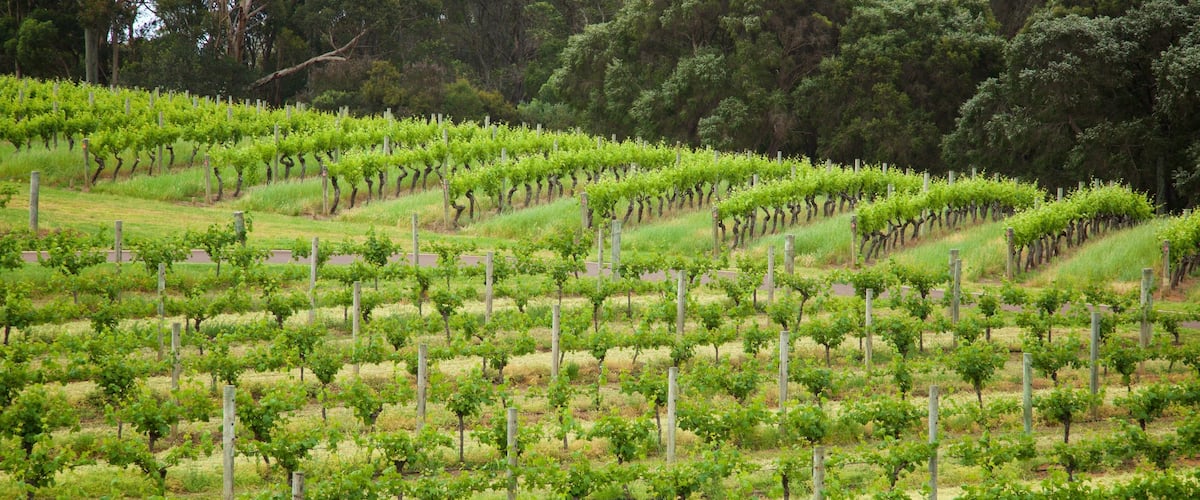 Vasse Felix Winery