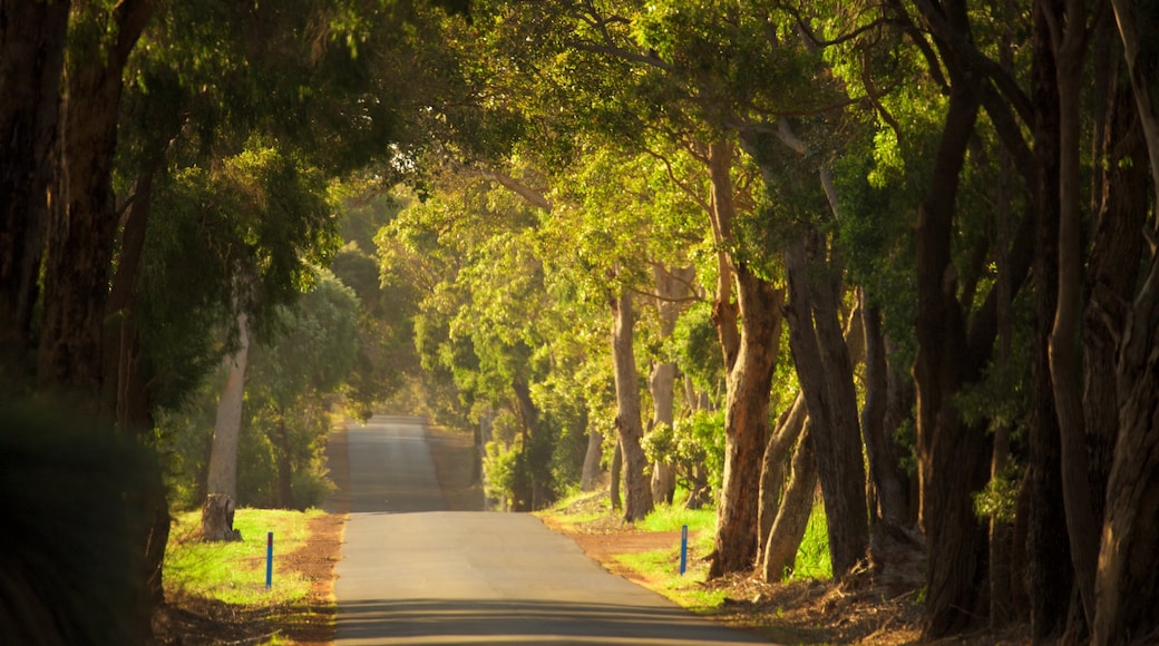 Weinanbaugebiet Margaret River mit einem Waldmotive und Straßenszenen