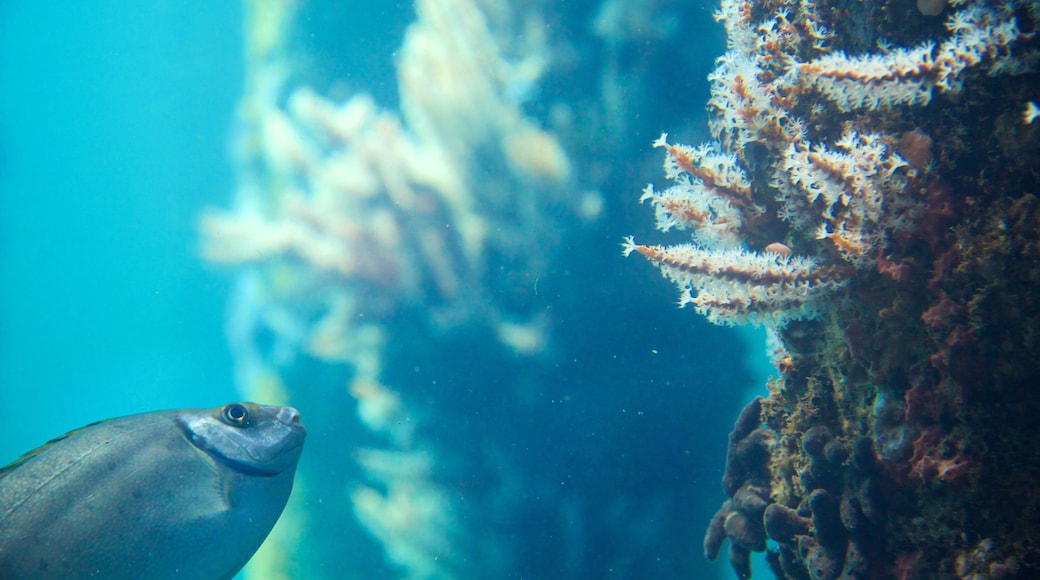 Busselton Jetty Underwater Observatory showing marine life