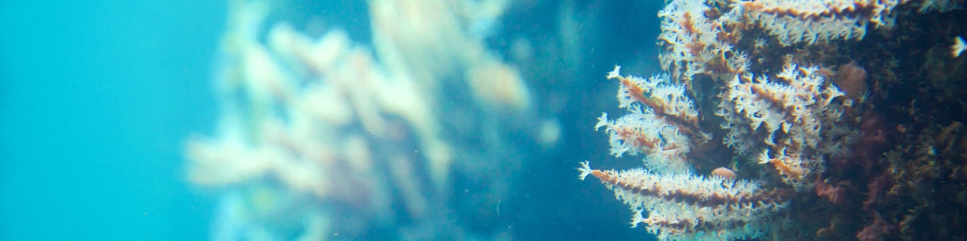 Busselton Jetty Underwater Observatory featuring marine life