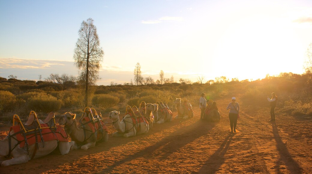 Uluru-Kata Tjuta National Park featuring desert views and land animals as well as a small group of people