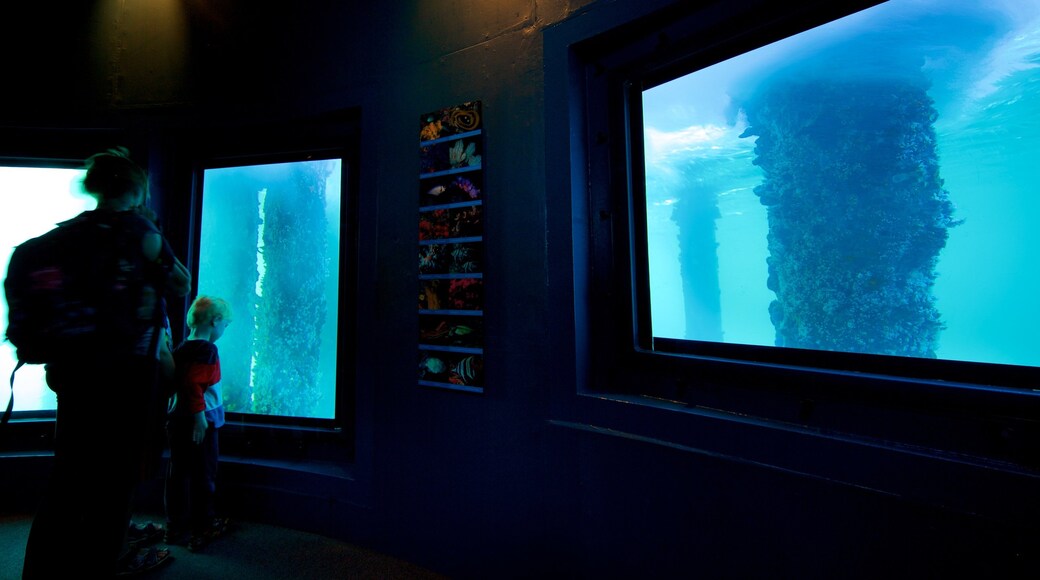 Busselton Jetty Underwater Observatory showing marine life and interior views as well as a family