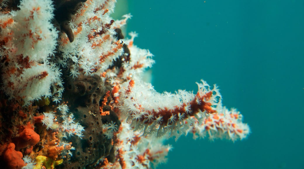 Busselton Jetty Underwater Observatory showing marine life