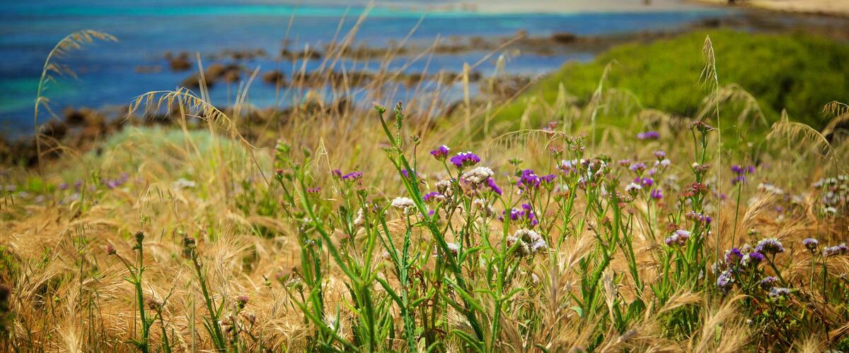 Yallingup mettant en vedette plage de sable et fleurs sauvages