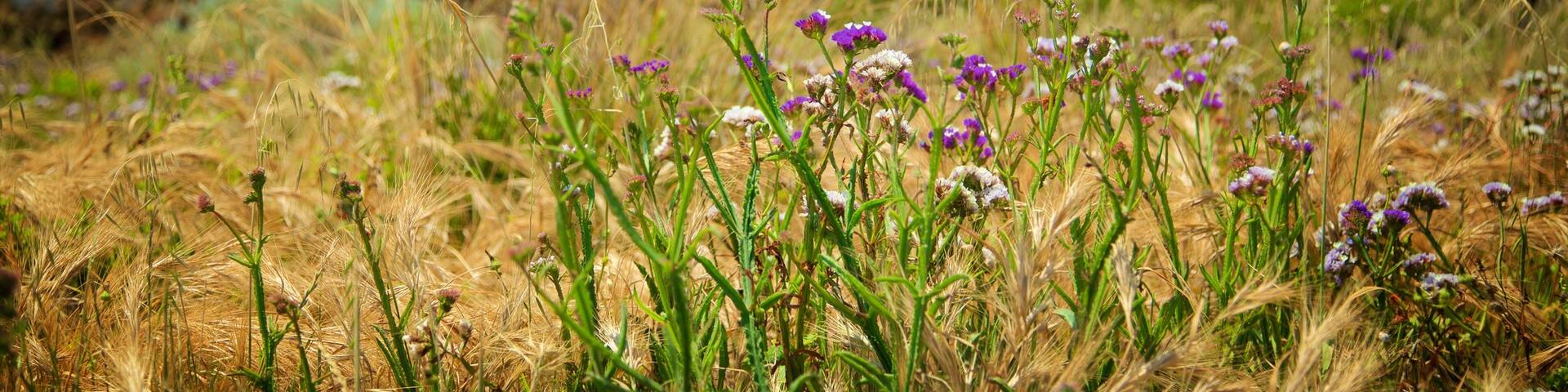 Yallingup which includes wildflowers and a sandy beach
