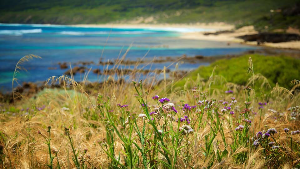 Yallingup which includes a beach and wild flowers