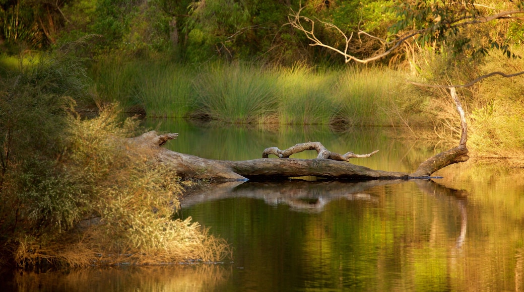 Margaret River mostrando imágenes de bosques y un río o arroyo