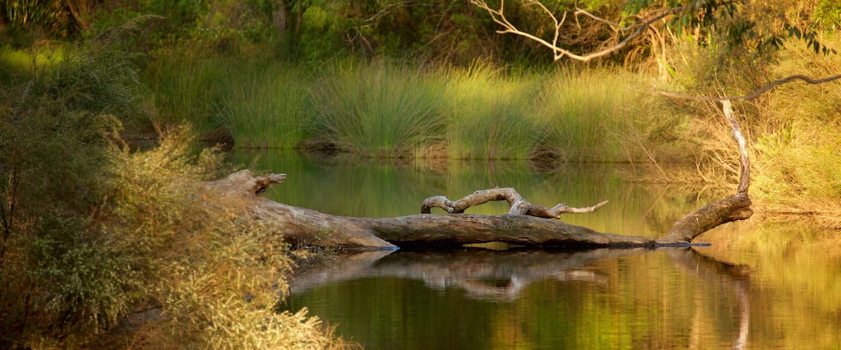 Margaret River showing a river or creek and forest scenes