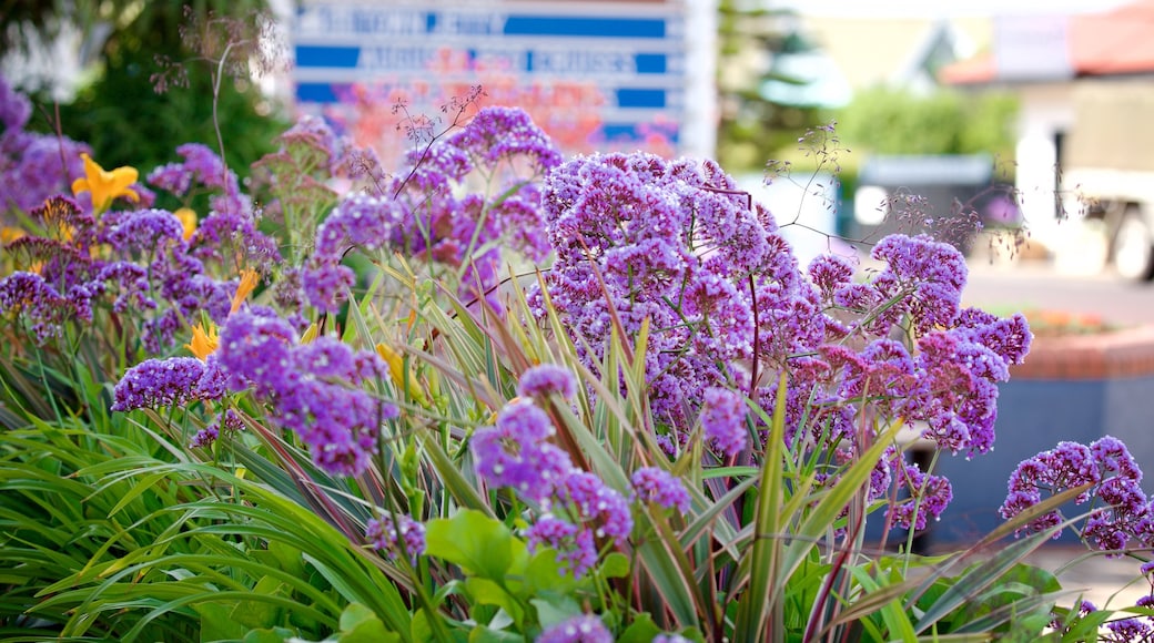 Augusta som visar blommor