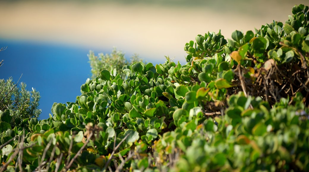 Spiaggia di Prevelly che include fiori di campo