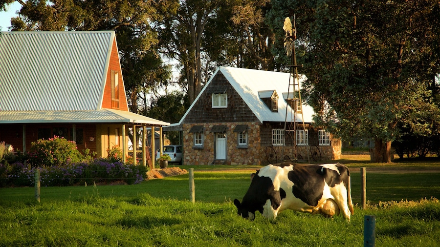 Cowaramup featuring farmland and animals