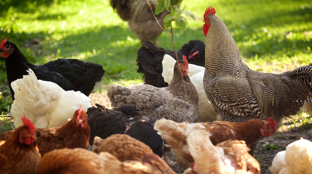 The Berry Farm which includes animals