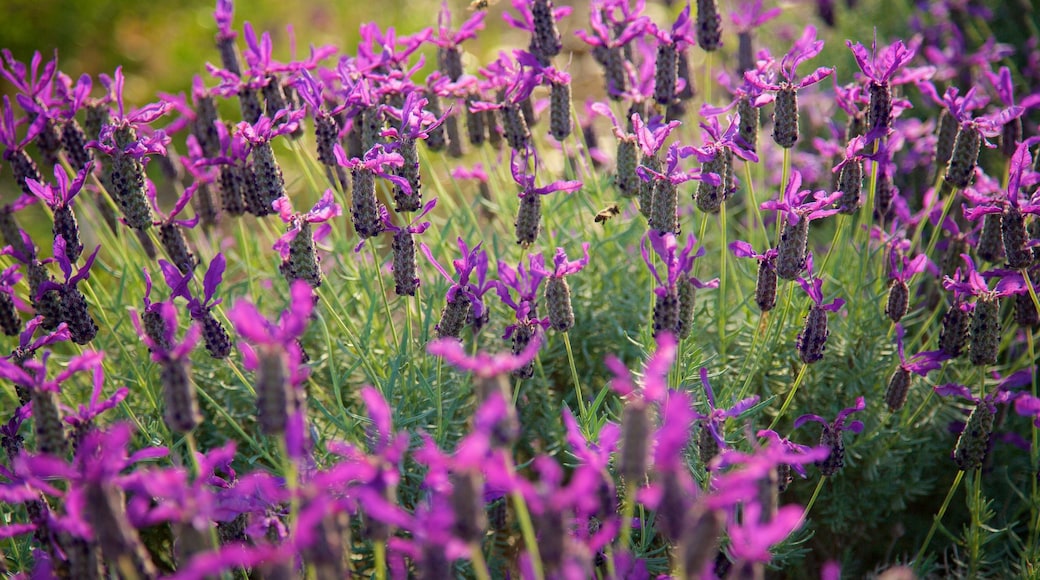 The Berry Farm showing wildflowers