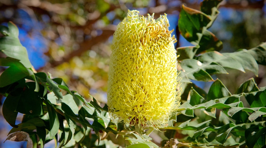 Conto Beach showing wild flowers