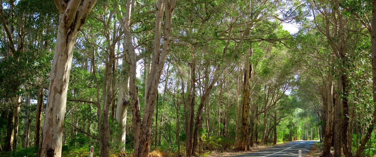 Boranup que incluye bosques y escenas urbanas