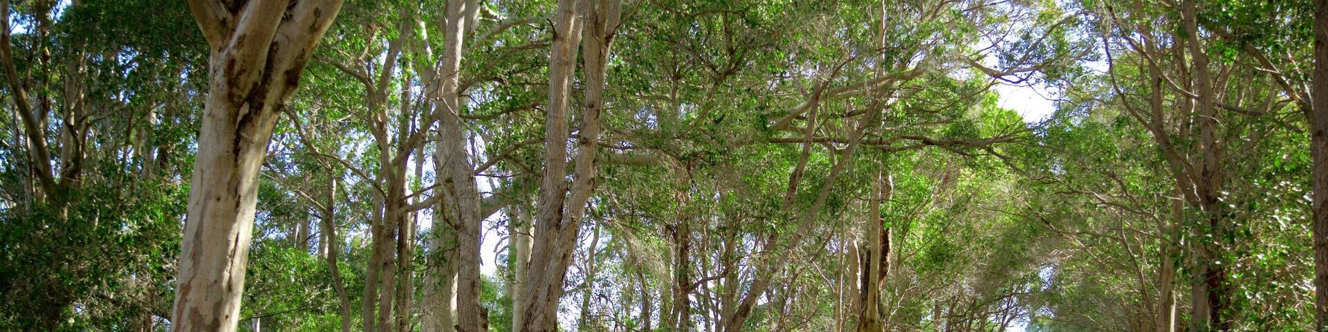 Boranup showing street scenes and forests