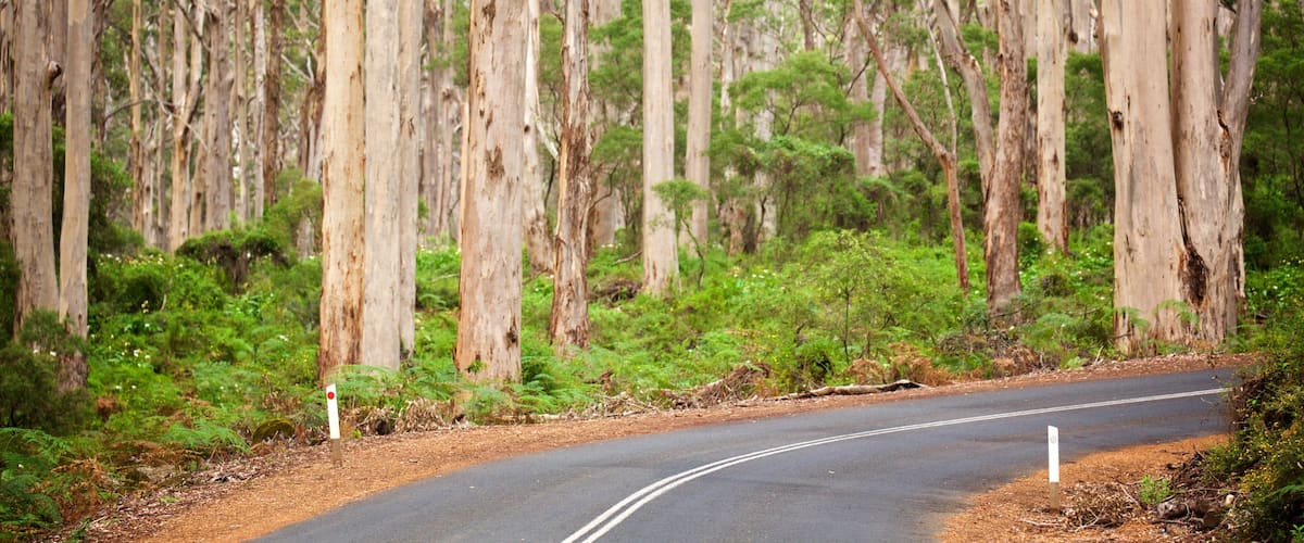 Boranup featuring forests and street scenes