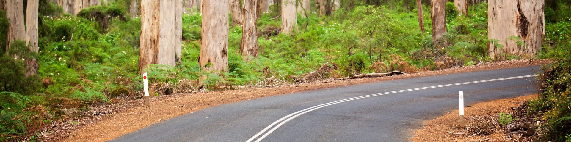 Boranup featuring street scenes and forest scenes