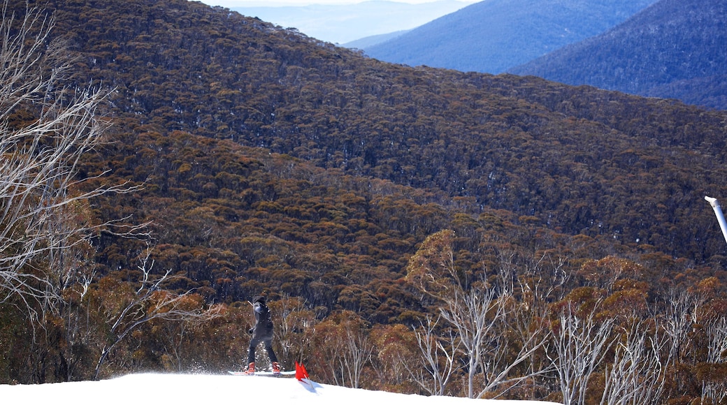 Thredbo mostrando bosques, nieve y montañas