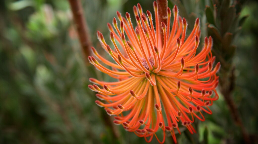 Amaze\'n Margaret River showing wild flowers