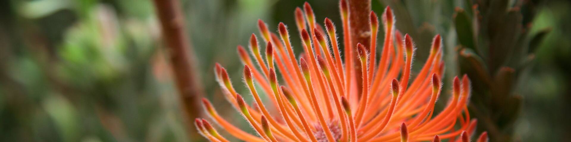 Amaze\'n Margaret River featuring wild flowers