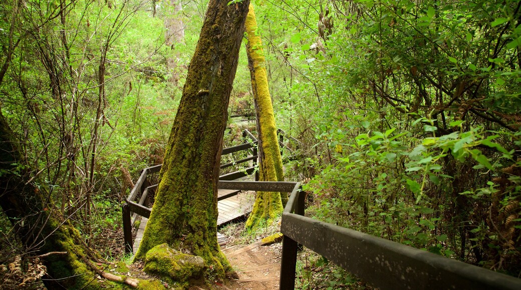 Mammoth Cave showing rainforest