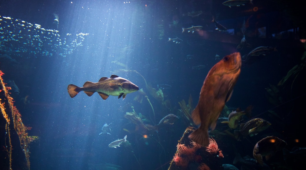 溫哥華水族館 呈现出 海洋生物