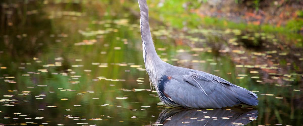 VanDusen Botanical Garden which includes bird life