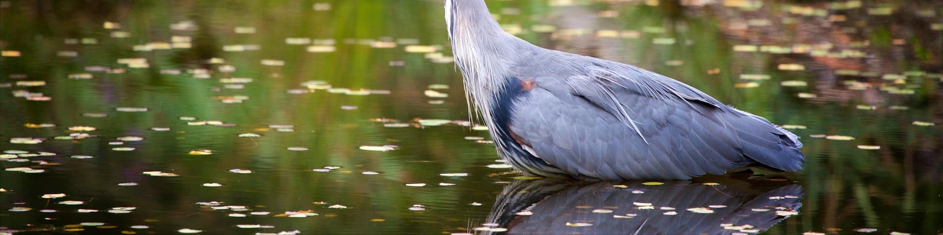 VanDusen Botanical Garden which includes bird life