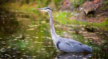 Botanische tuin VanDusen toont vogels