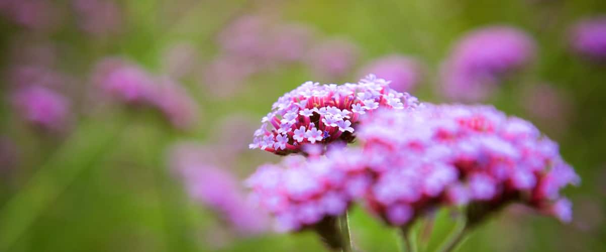 VanDusen Botanical Garden which includes flowers