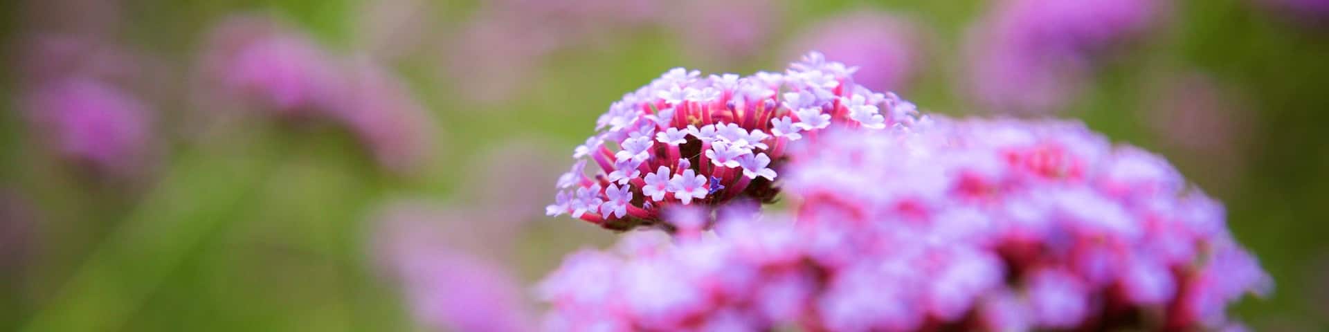 VanDusen Botanical Garden which includes flowers