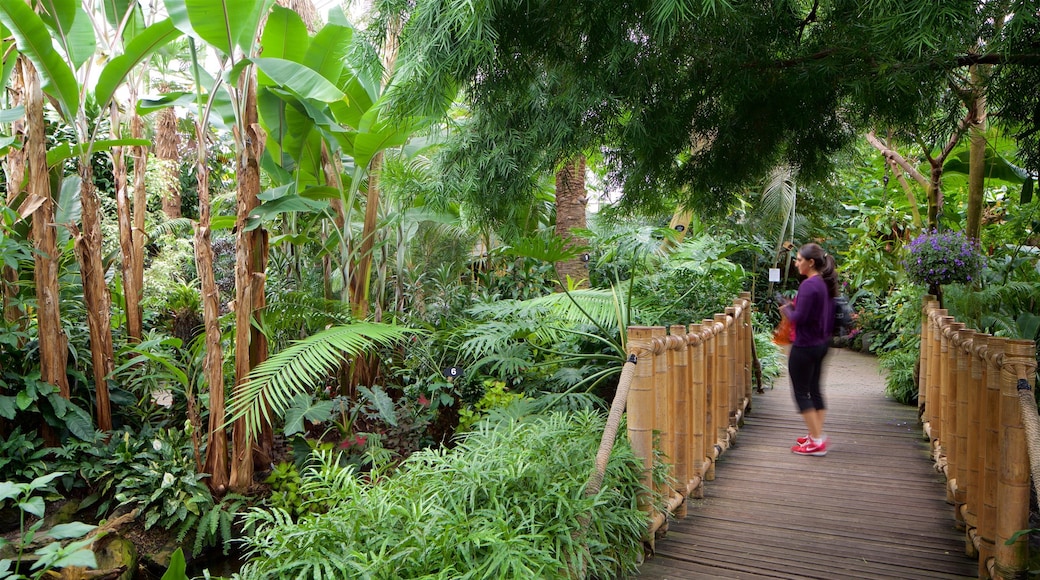 Queen Elizabeth Park presenterar skogar och en bro