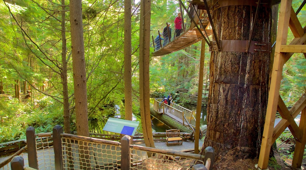 Capilano Suspension Bridge showing a suspension bridge or treetop walkway and forest scenes as well as a small group of people