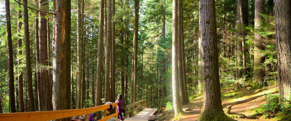 Lynn Valley featuring forests and a park