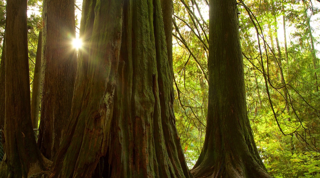 Lynn Canyon Park showing forests