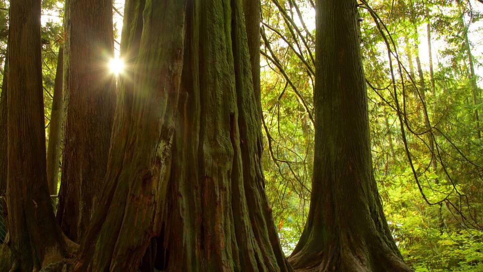 Lynn Canyon Park showing forests