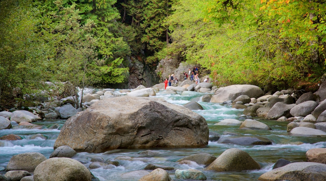 Lynn Canyon Park which includes a river or creek and forest scenes