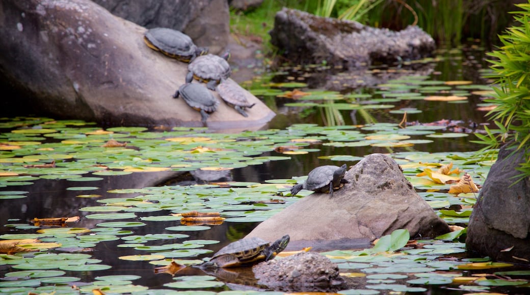 VanDusen Botanical Garden showing a garden, animals and a lake or waterhole