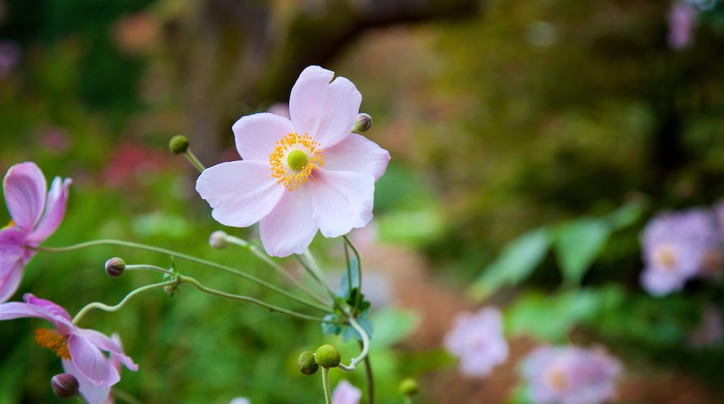 VanDusen Botanical Garden que inclui flores