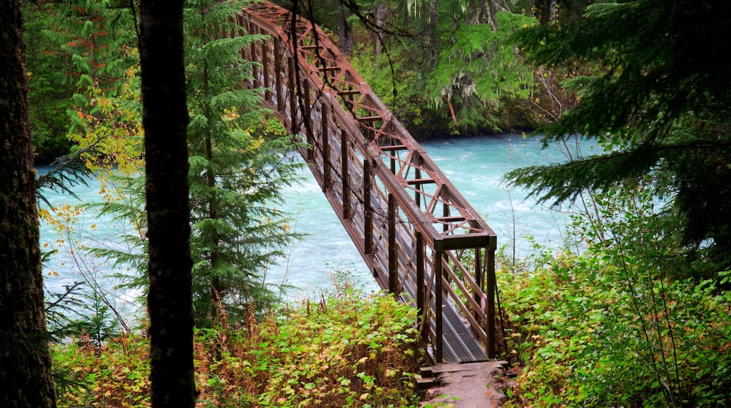 Garibaldi Provincial Park que incluye un puente, paisajes forestales y un río o arroyo
