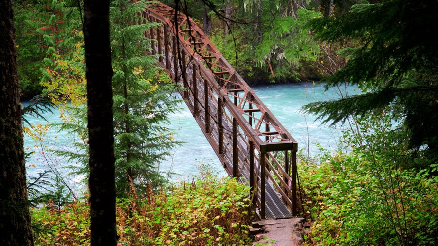 Garibaldi Provincial Park que inclui cenas de floresta, uma ponte e um rio ou cĂłrrego