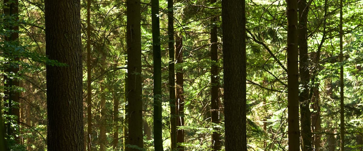 Bade-Wurtemberg mettant en vedette forêts