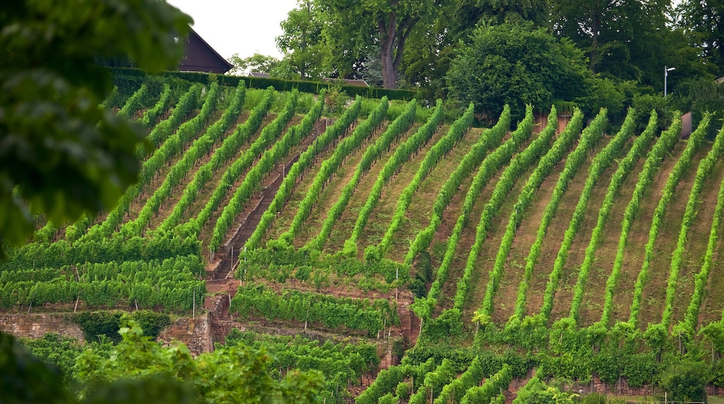 Esslingen que incluye tierras de cultivo y escenas tranquilas