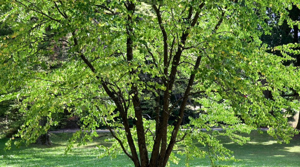 Baden-Baden caratteristiche di parco