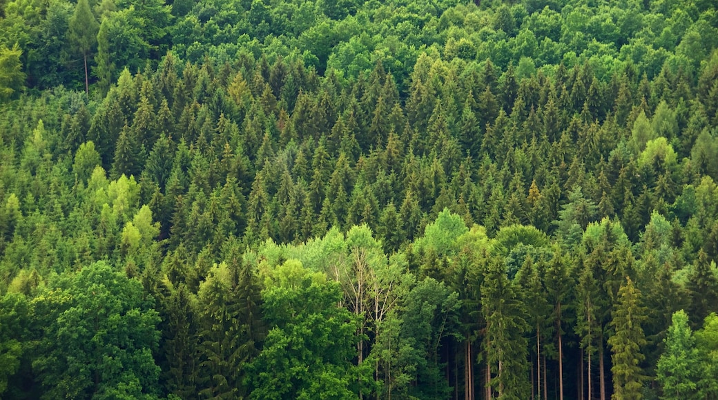 Saxony showing forest scenes