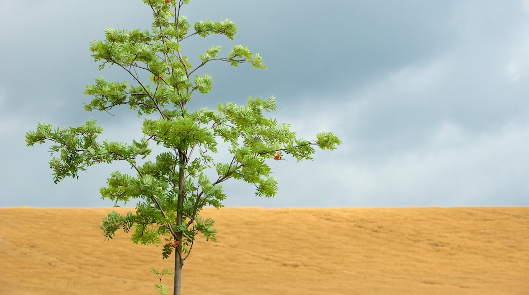 NationalPark Sachsische Schweiz che include vista del deserto