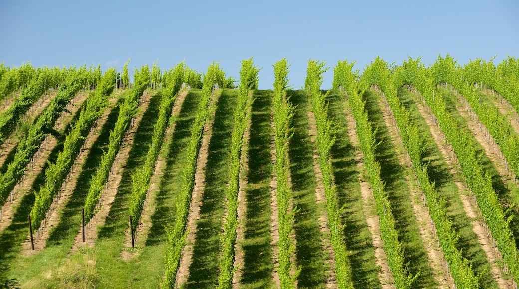 Saxony showing farmland